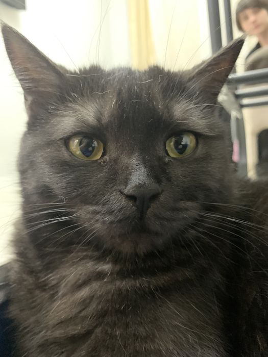 Комочек шерсти ищет свой дом