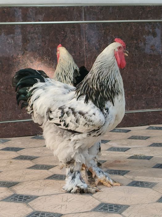 Brama horoz sotiladi