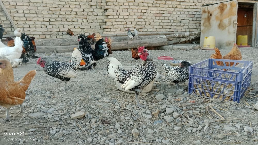 Сибрайт сотилади