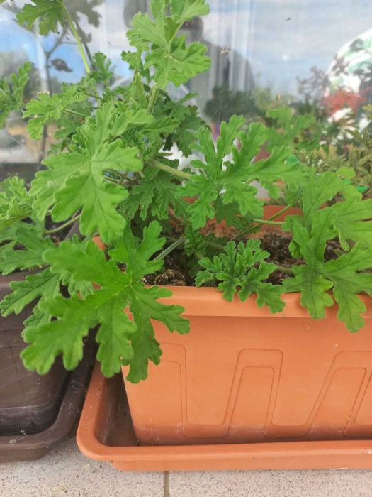 Продавам индришета на различна възраст ОТ 9лв до 35лв