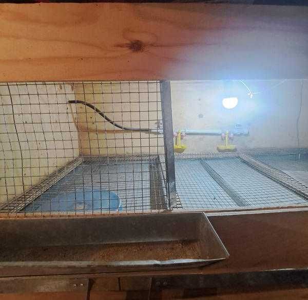 Продам брудер для цыплят