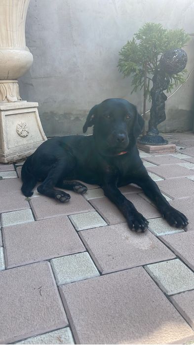 Căutăm o familie iubitoare pentru această cățelușă!
