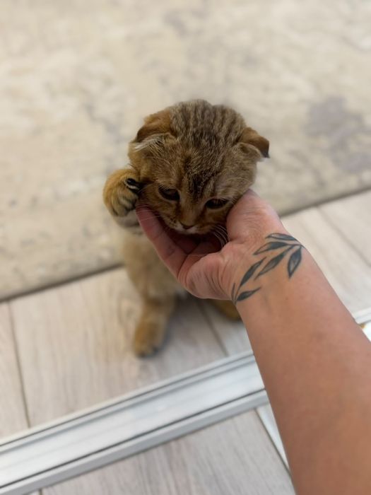 Шотландский котят