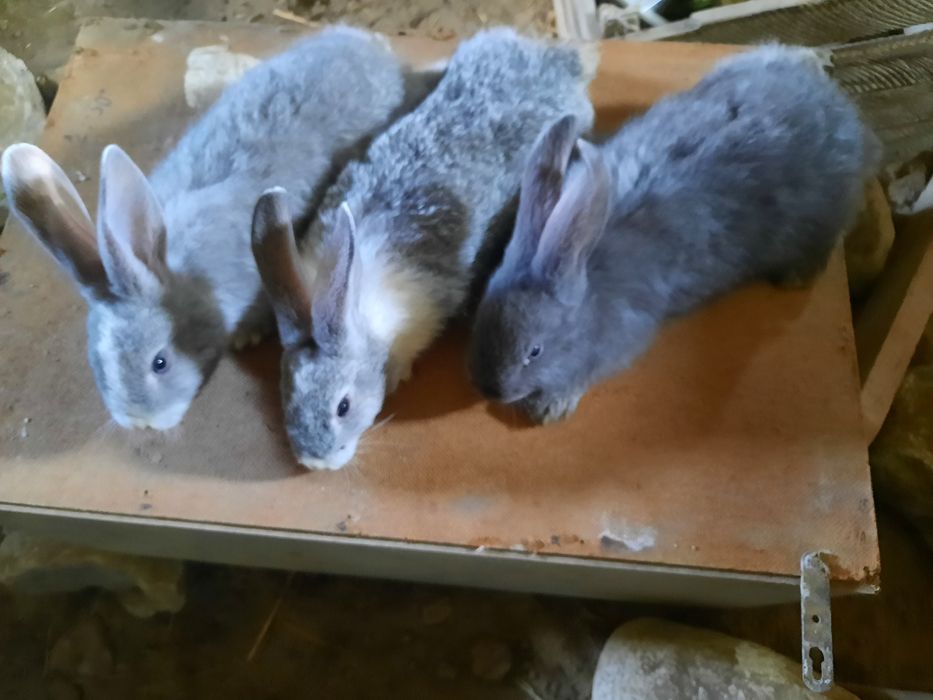 Quyon bolalari sotiladi