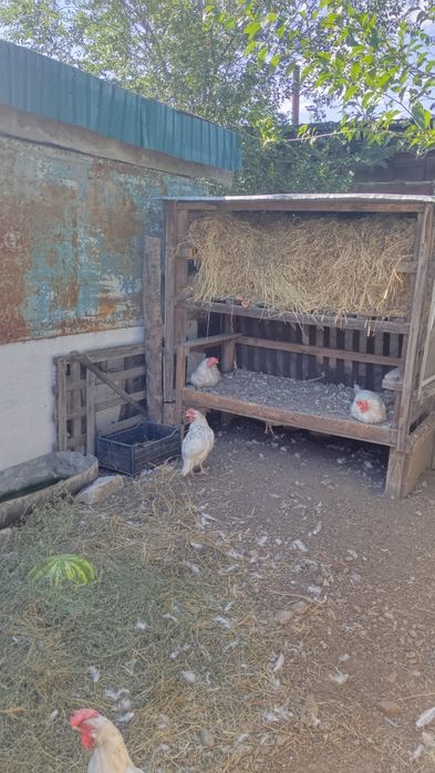 курицы несушки продам