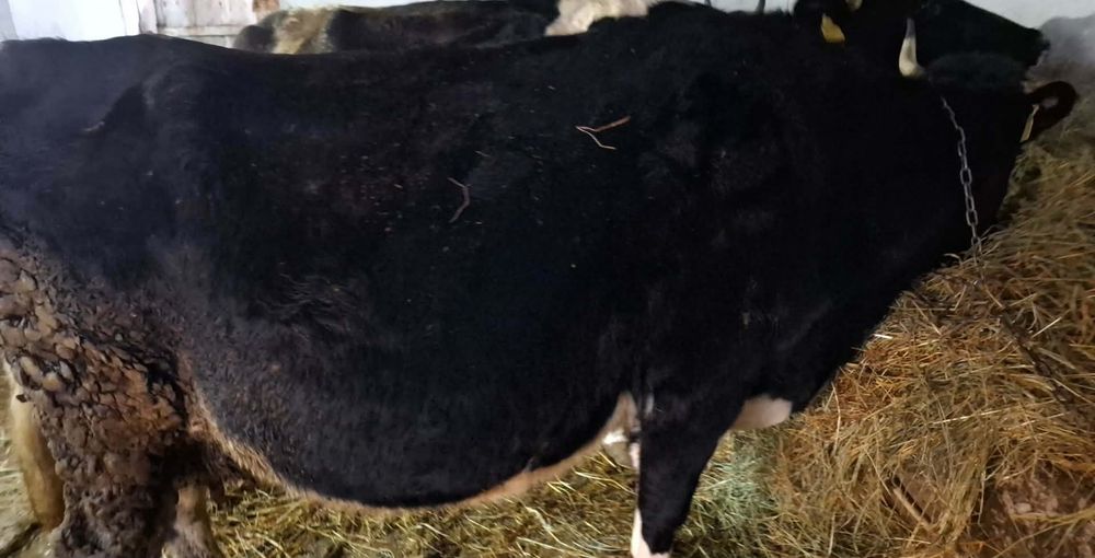 Vând vaci și juninci holstein