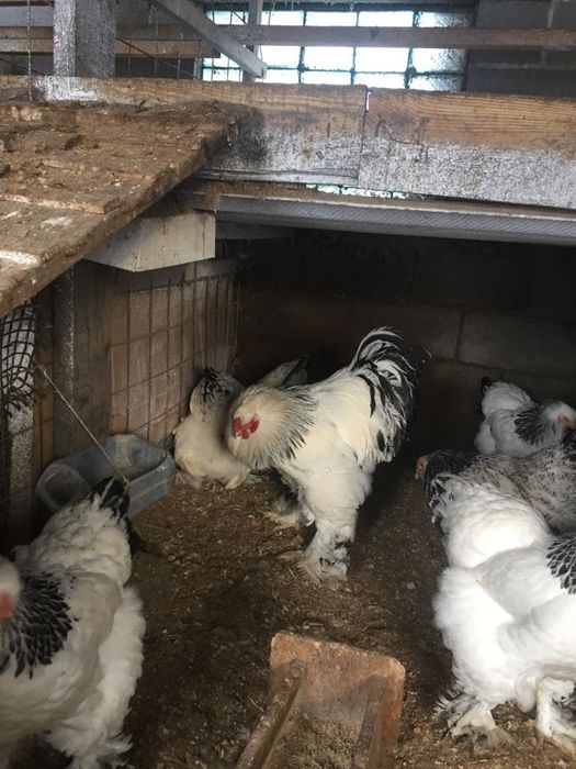 Брама инкубационные Яйца