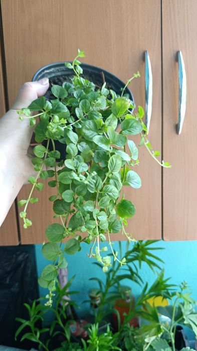 Многолетние цветы Кжби