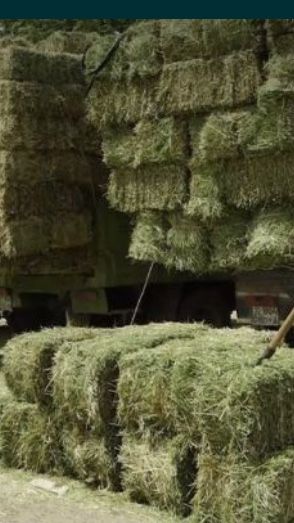 Продаю сено тюки  и рулон