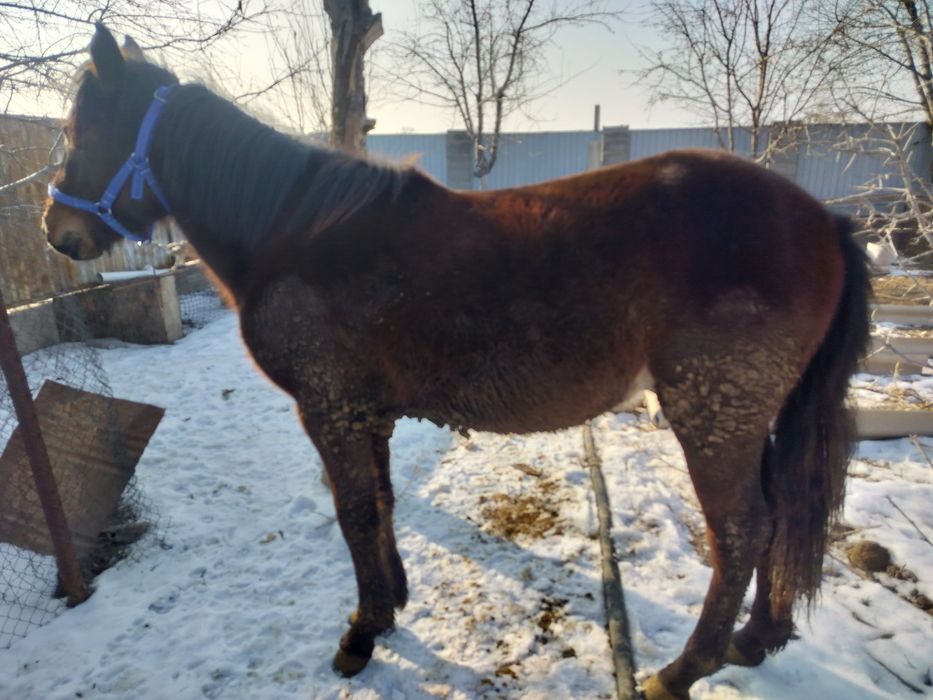 Жылқы екі жасар семіз