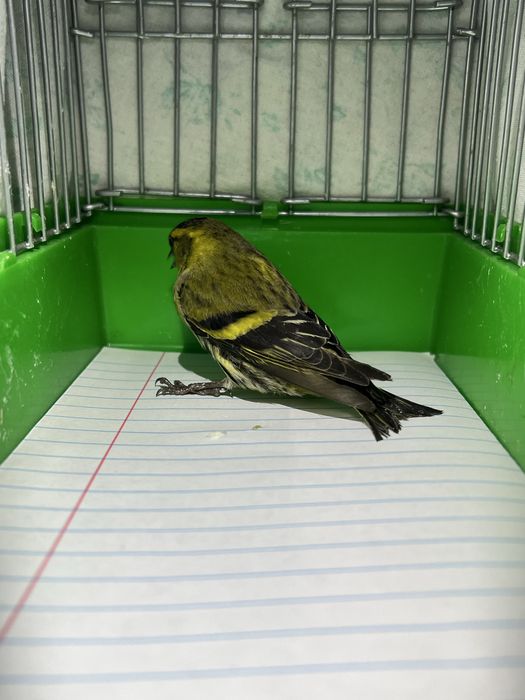 Chij Chijik Чиж Чижик