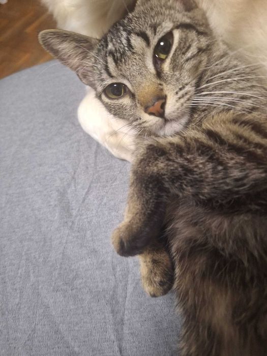 Karamel si Ruby isi cauta casuta