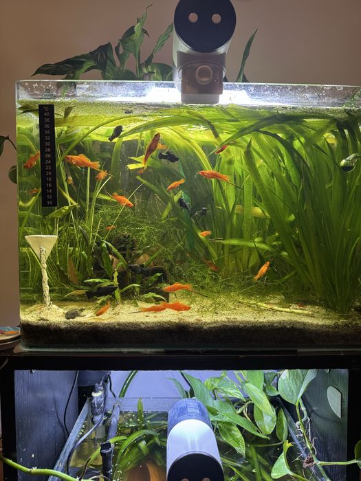 Xifo & molly si plante vallisneria