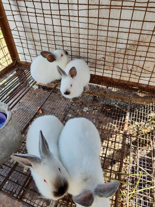 Разменям мъжко калифорнийско зайчезайче