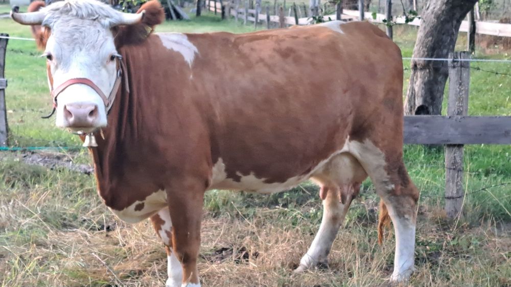 Vând vaca la prima fatare,gesranta,alte informații la nr de telefon 0751206761