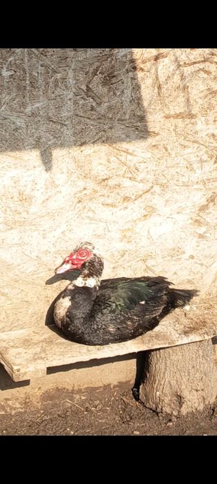 Oua de incubat Gaste Chinezesti.Rate pekin si lesesti.