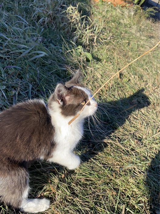 Котенок в добрые руки