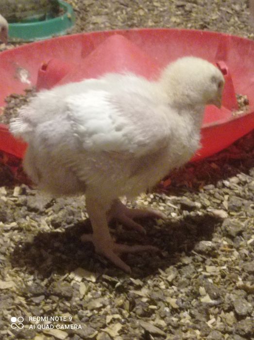 Бройлер цыпплята Кобб 500