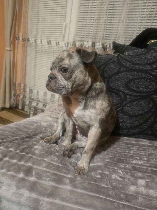 Продавам Френски Булдок