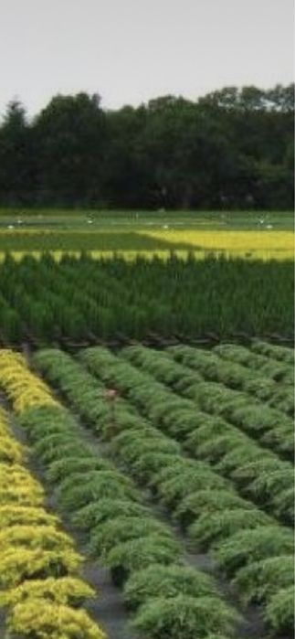 Camelias copac plante ornamentale calitate