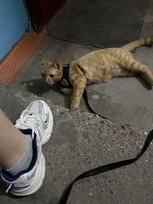 Отдам кота в добрые руки
