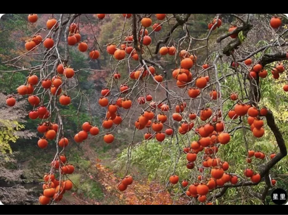 Diospyros kaki Tipo JIRO