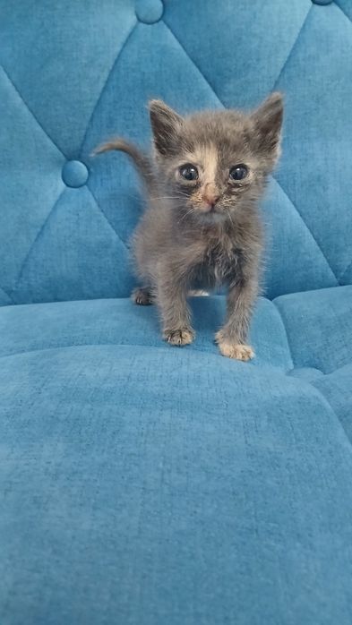 Отдаём котят бесплатно в хорошие руки