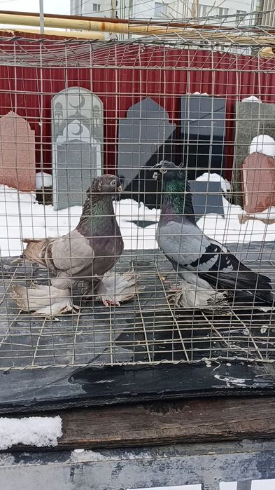 Голуби ронтовые молодежь