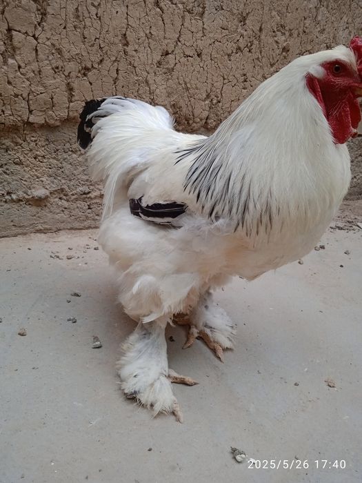 4 ta brama tovuq xorozlar sotiladi 1yosh tuhumda