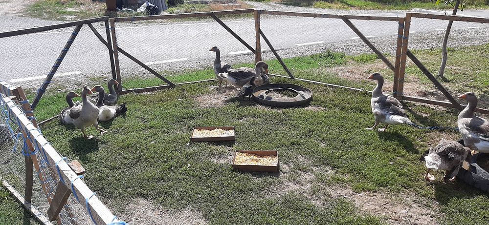 De vânzare boboci
