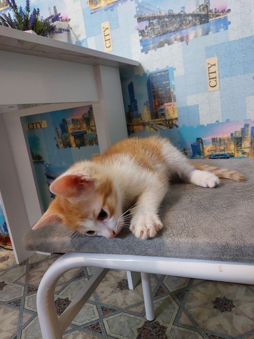 Отдам котят мальчики 2 мес