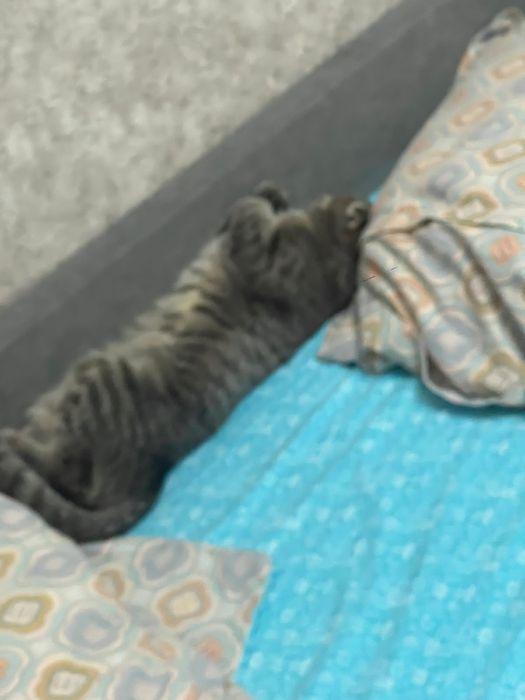 Отдам даром кошку