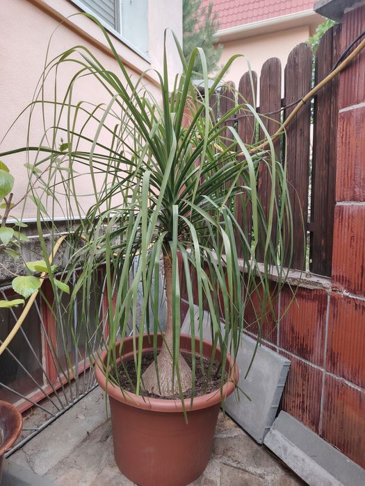 Нолина в голяма саксия