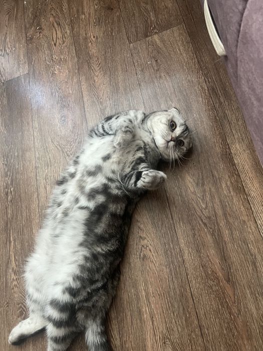 Кошка стерилизованная