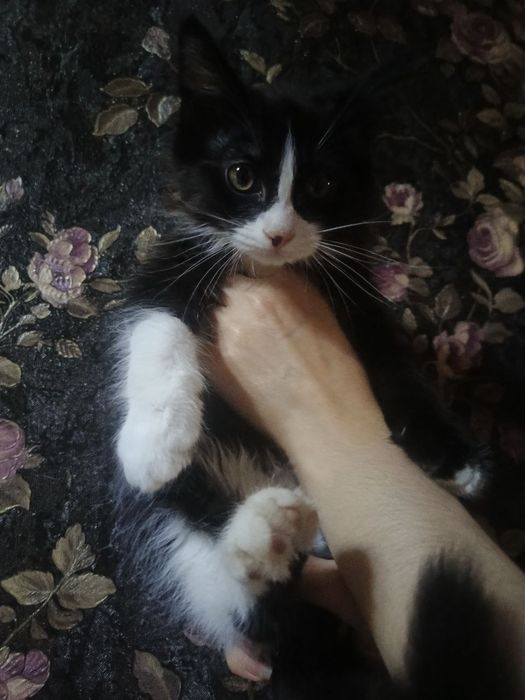 Отдадим котят в хорошие руки