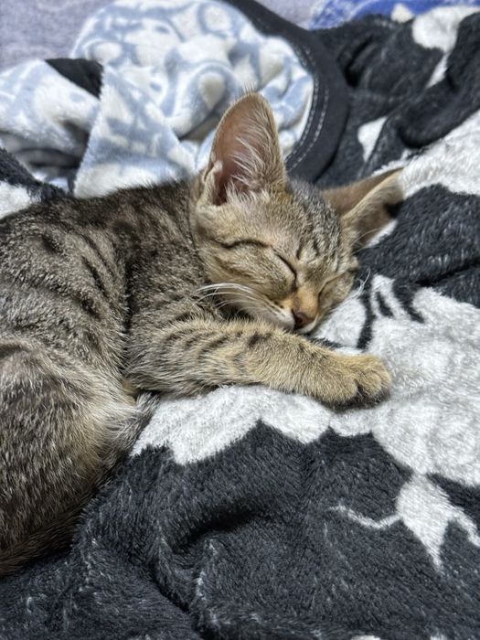 Умный котенок МАЛЬЧИК