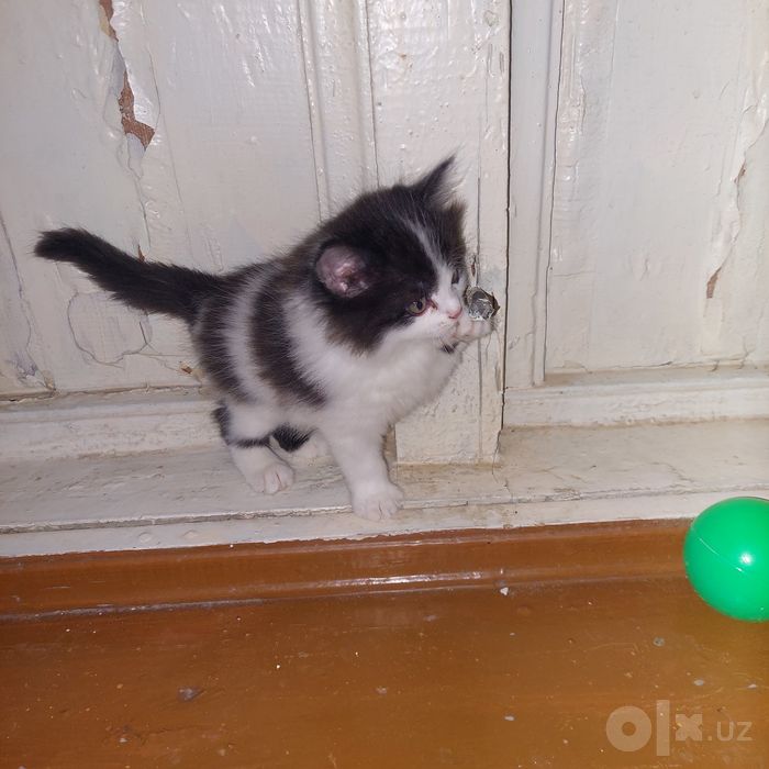 Замечательные котята европейской короткошёрстной бесплатно