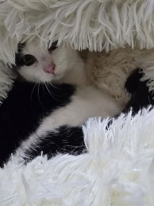 pui de pisicuta superba,pisicuta pentru adoptie,puiuta de pisicuta