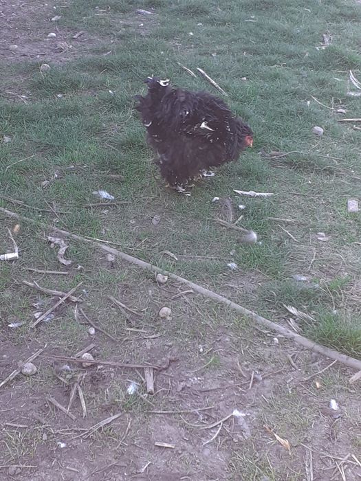 Cocosi și gaini brahma și cochinchina