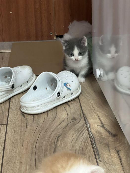 Котята 1.5 месяца
