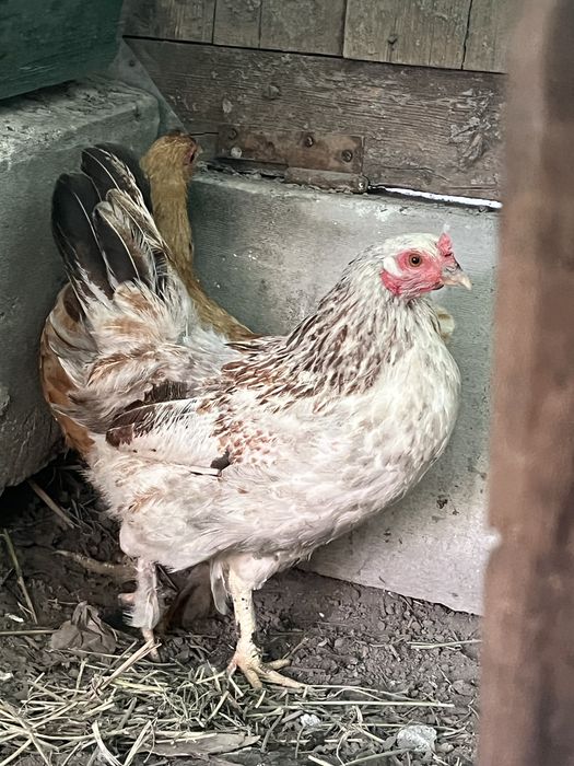 Продам домашных куры и петух