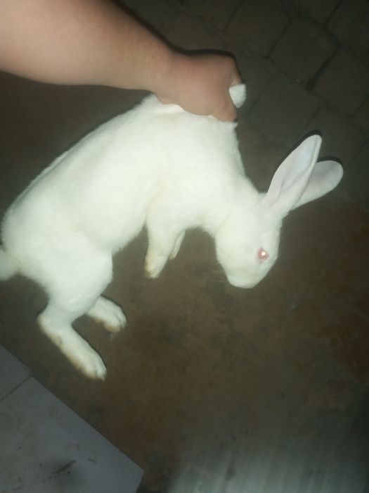 Hikol quyon 8ta urgochi 1 erkak bonus