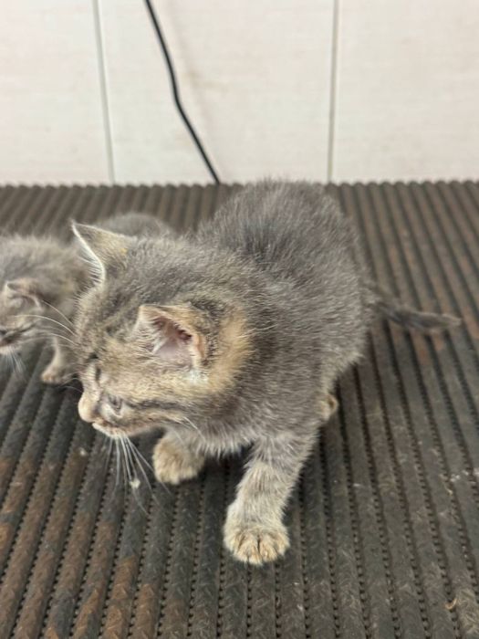 ПОДАРЯВАМЕ ВАКСИНИРАНО ЖЕНСКО КОТЕ с хигиенни навици