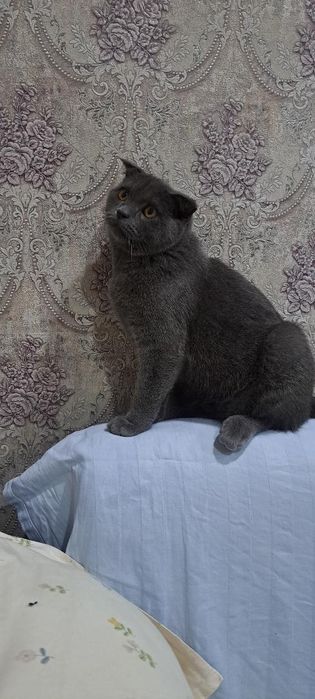 Зоттор мушуклар сотамиз
