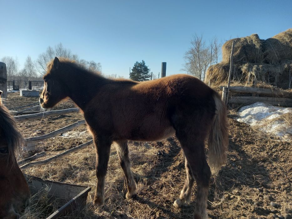 Лошадь.  кобылка