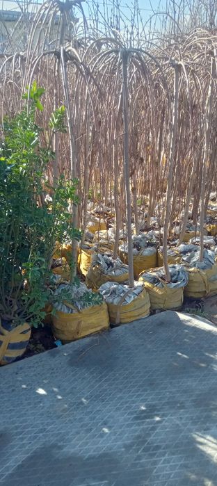 Barcha turdagi manzara va mevali