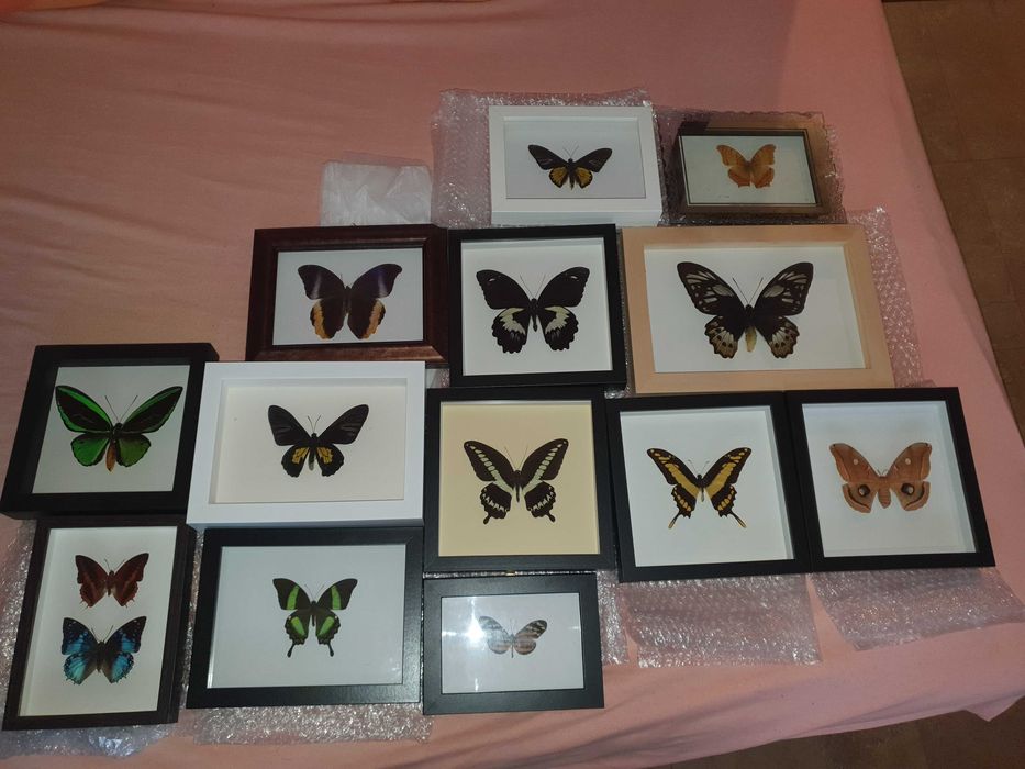 Истински пеперуди - в рамка
