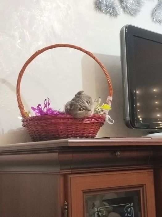 отдам кошечку в хорошие руки