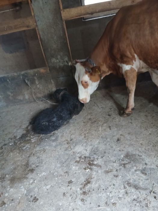 Vaca baltata romaneasca cu vițel de 7 ani