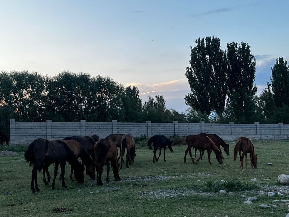 Ірі тайлар 11 бас